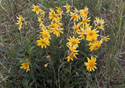 Arnica angustifolia